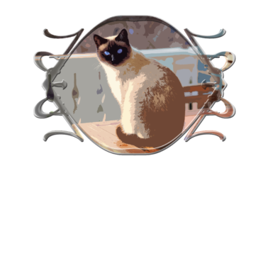 Motiv Katze, Katzen, cat