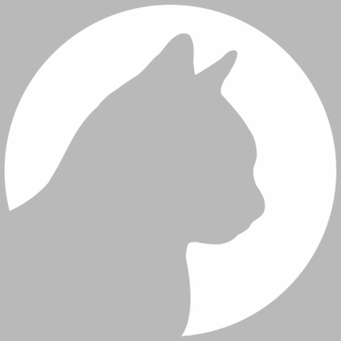 Motiv Katze Tier Kater Haustier Tiere Katzen Kätzchen