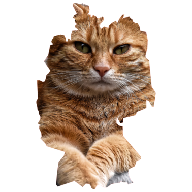 Motiv Katze, Katzen