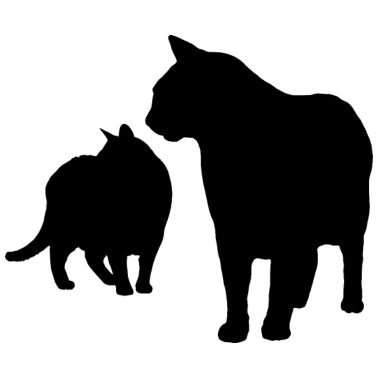 Motiv Katze Katzen