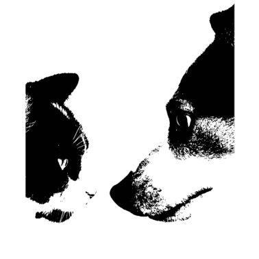 Motiv Katze und Hund