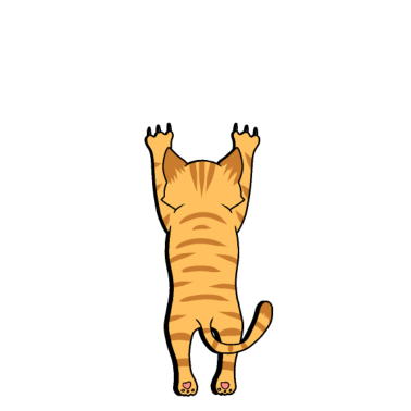 Motiv Katze Katzen lustig