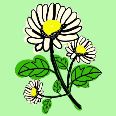 Motiv April Geburt Blume Daisy