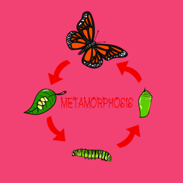 Motiv Schmetterling Metamorphose Geburt Geschenk