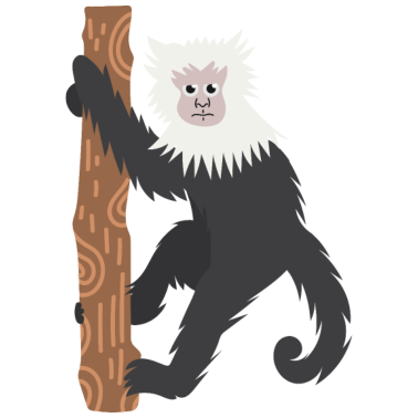 Motiv Kapuzineraffen