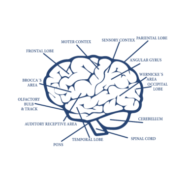 Motiv Gehirn-Diagramm-anatomisches medizinisches Biologie-Geschenk