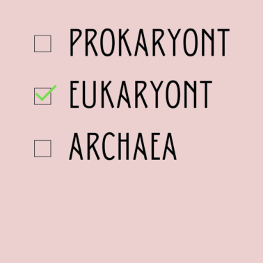 Motiv Biologie Eukaryont