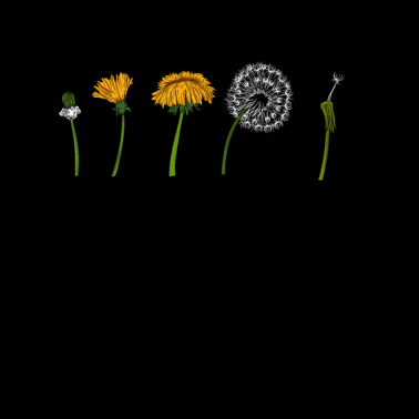 Motiv Löwenzahn Pollen Entwicklung Pflanze Geschenk