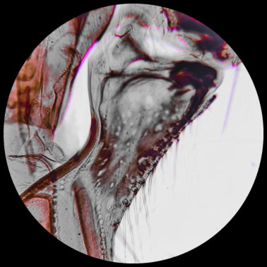 Motiv BS-Micro Design