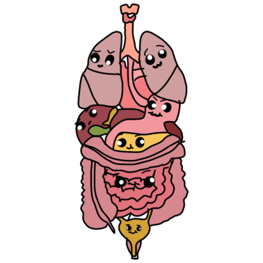 Motiv Organe Biologie