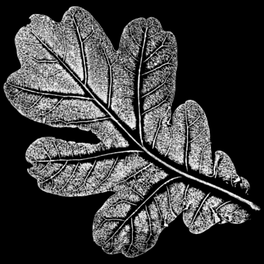 Motiv Eichenblatt / Blatt - Eiche / WEISS