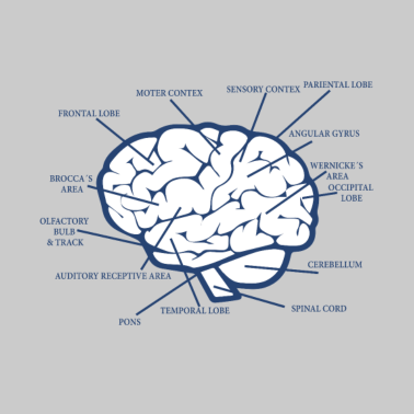 Motiv Gehirn-Diagramm-anatomisches medizinisches Biologie-Geschenk