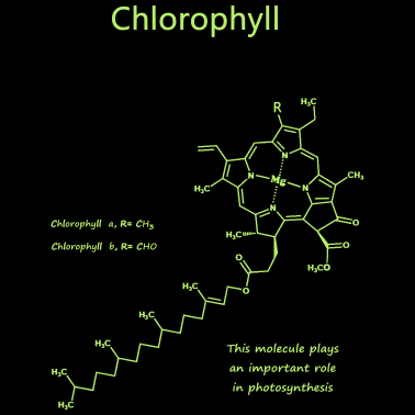 Motiv Chlorophyll