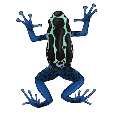 Motiv Pfeilgiftfrosch (Dendrobates tinctorius)