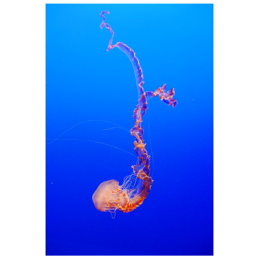 Motiv Quallen Kunst Meer Shirt