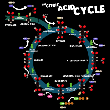 Motiv The Citric Acid Cycle