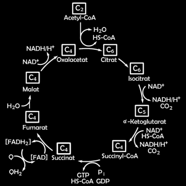 Motiv Citratzyklus Biochemie Biologie Chemie Geschenk