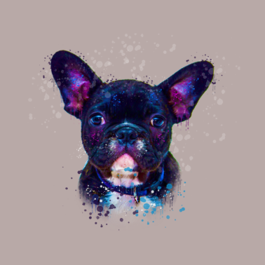 Motiv französische bulldogge